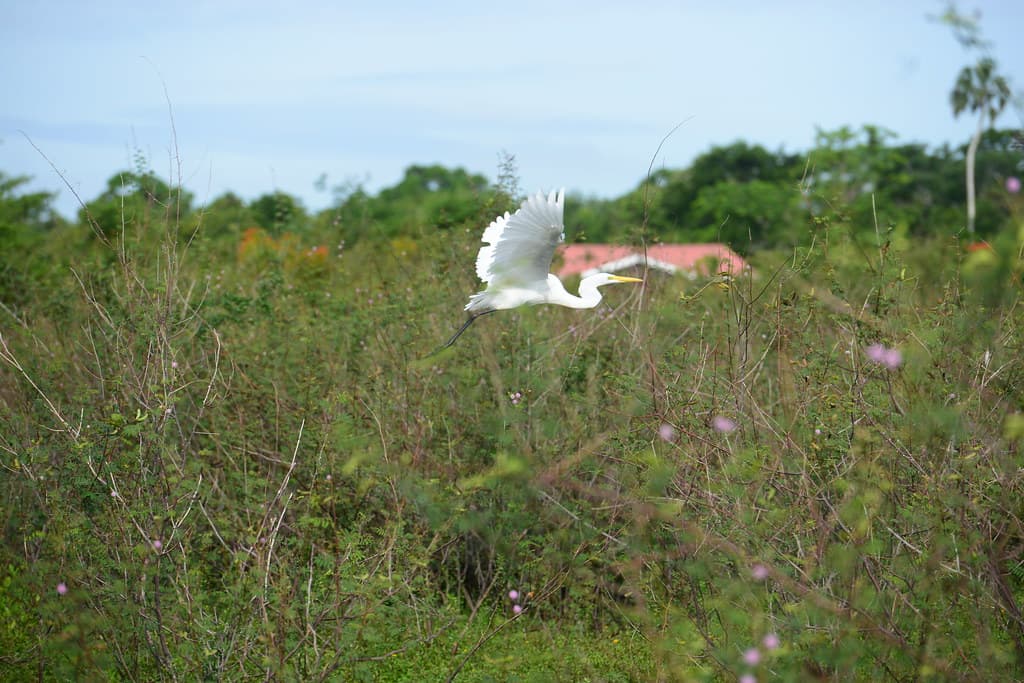 Wetland birds at Crooked Tree Wildlife Sanctuary