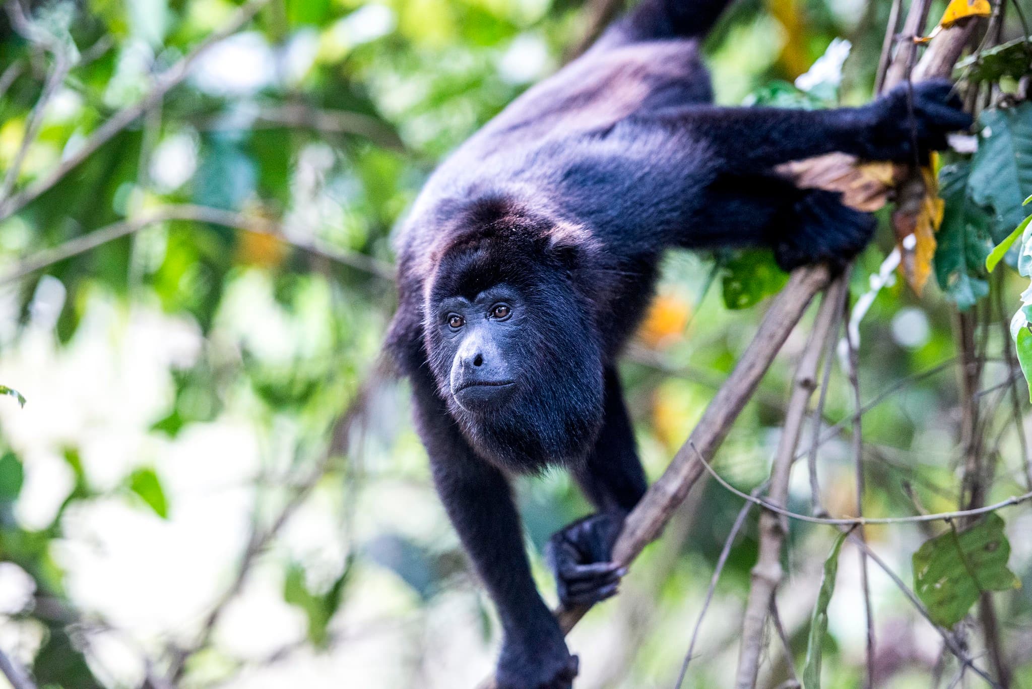 Black howler monkey in the Community Baboon Sanctuary