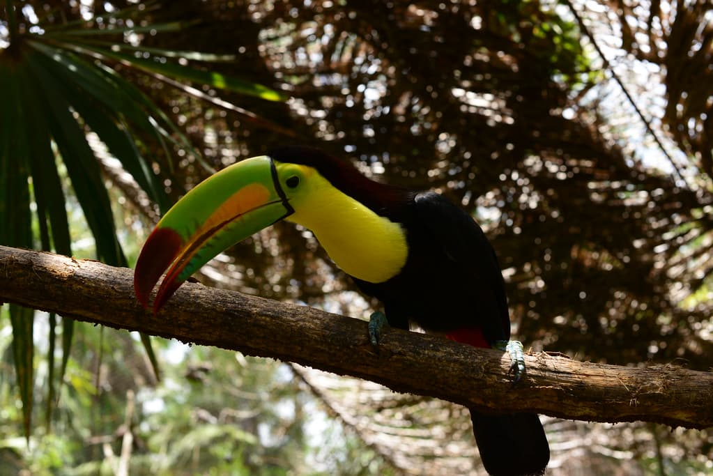 Keel-billed toucan at The Belize Zoo