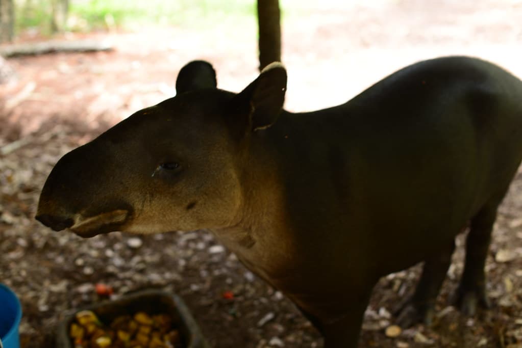 Tapir, Belize’s national animal, at the zoo