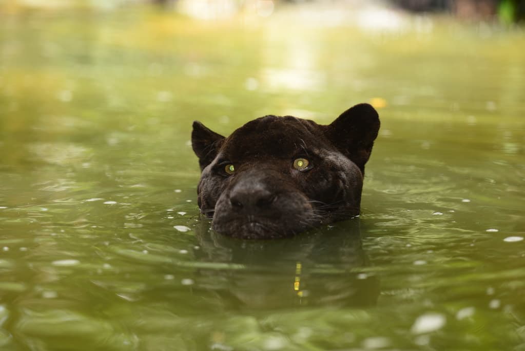 Black jaguar at The Belize Zoo