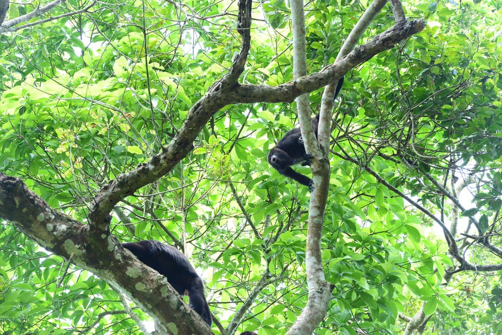 Howler monkeys moving through the canopy at the sanctuary