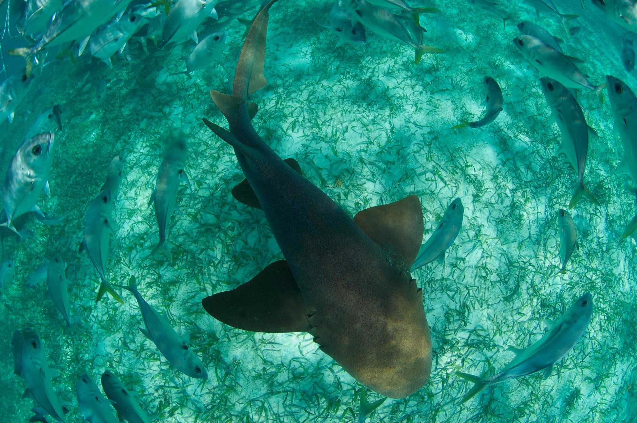 Nurse sharks at Shark Ray Alley